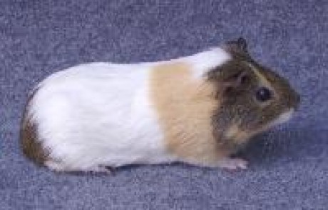 morčátko od Oumi